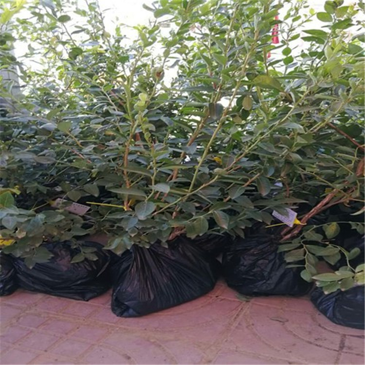遼寧開原市南高叢藍(lán)莓苗批發(fā)產(chǎn)量高管理簡單
