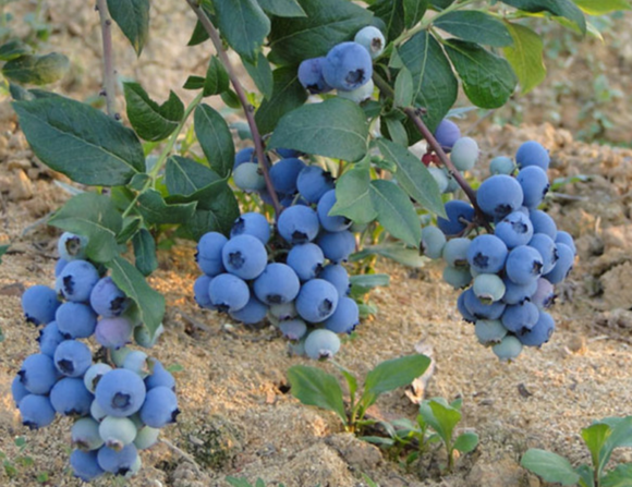 河南平顶山出售蓝莓苗规格大小有价格优惠