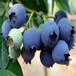 陕西榆林薄雾蓝莓奥尼尔蓝莓苗出售兔眼蓝莓苗价格