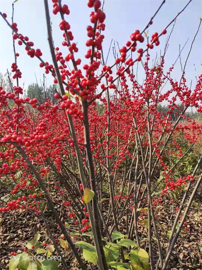 重庆彭水北美冬青管理不怕冻欣赏园林地载露天种植重庆彭水