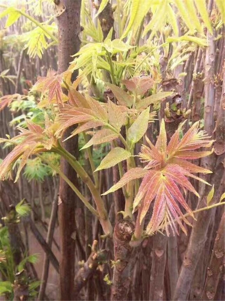 河北石家庄河南香椿树价格优惠现货供应