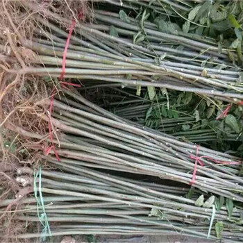 浙江臺(tái)州香椿苗規(guī)格山區(qū)種植管理粗放