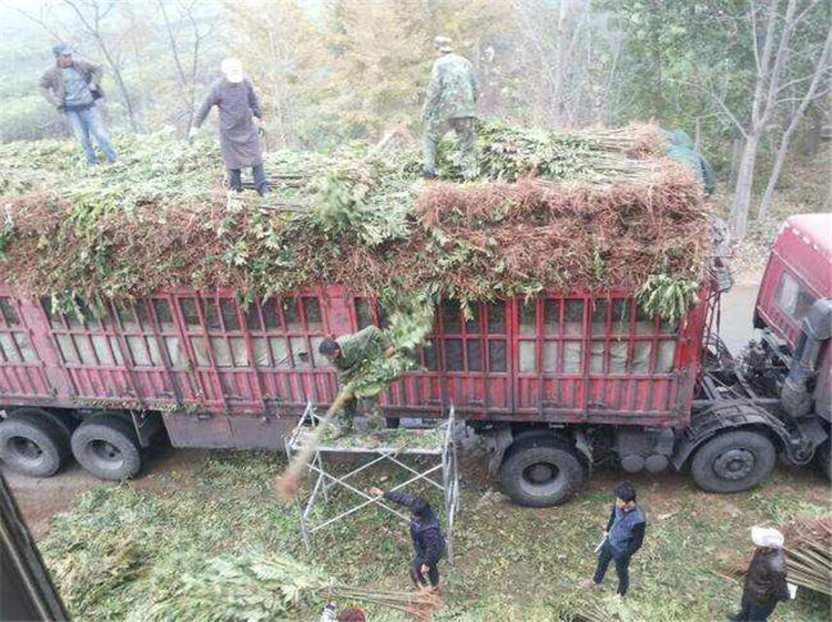 湖南永州露天香椿苗山區(qū)種植管理粗放