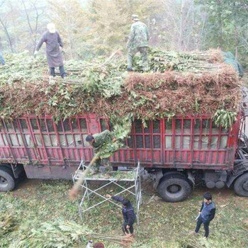 河北秦皇岛大田香椿苗山区种植管理粗放