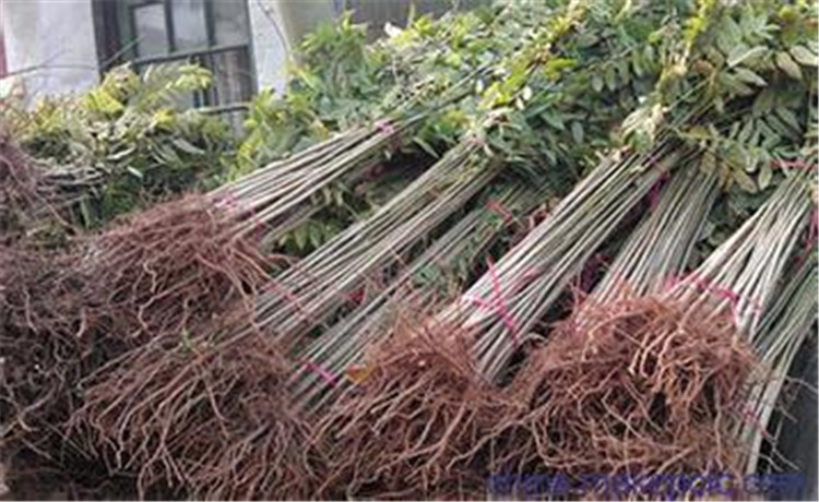 重庆巫山1到3公分5公分香椿苗价格现挖现卖质量好