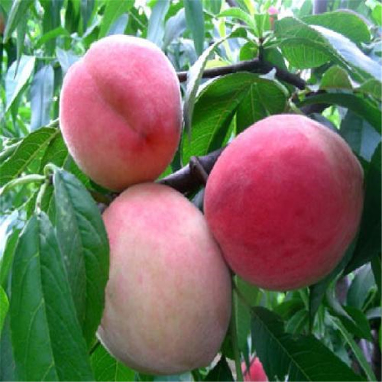 山东威海4公分7公分9公分桃树批发价格优惠供应