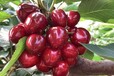 天津和平1公分樱桃苗吉塞拉樱桃树基地培育价格优惠