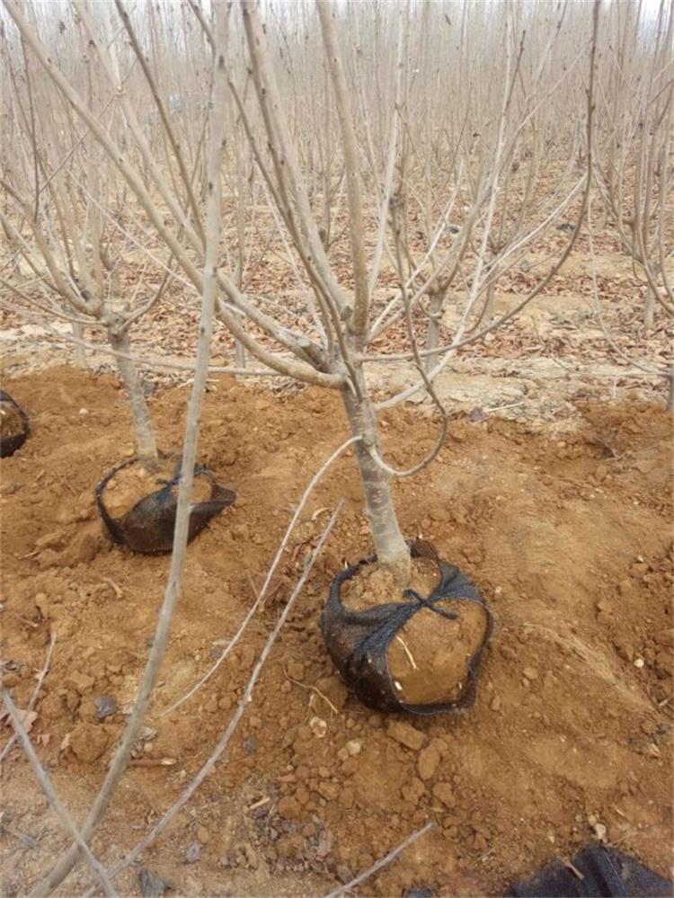 广西桂林2公分大樱桃树成活高根系发达