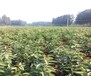 遼寧朝陽吉塞拉矮化櫻桃樹大量批發價格低