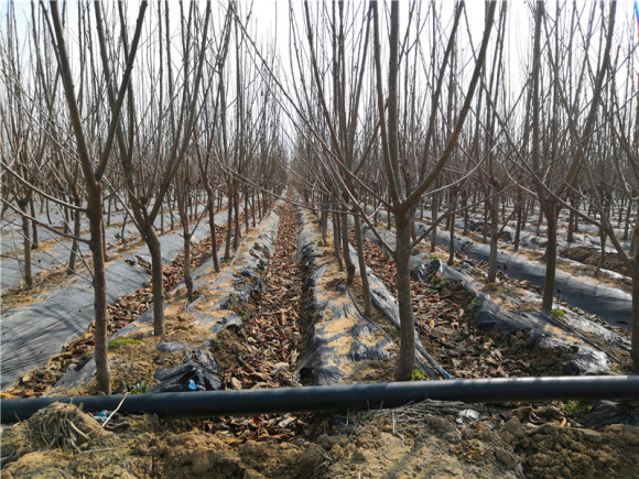 内蒙古巴彦淖尔大棚樱桃树温室樱桃树大量批发价格低