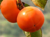江蘇常州3公分柿子樹2公分柿子苗管理簡單適合南北方種