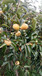 山西運城1公分柿子苗次郎柿子樹管理簡單適合南北方種