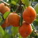 內蒙古通遼磨盤柿子苗甜柿子苗管理簡單適合南北方種