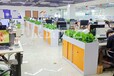 深圳办公室绿植为什么越养越黄？