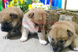 CKU星級柴犬犬舍，保健康純種，雙血統幼犬，可簽協議