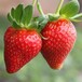 红颜草莓苗报价，红颜草莓苗产量益高