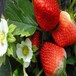 新品種妙香七號草莓苗，妙香七號草莓苗種植要領