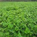 新品種妙香三號草莓苗，妙香三號草莓苗特色新品種