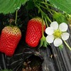 太空2008草莓苗優良品種，太空2008草莓苗簡單介紹