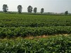 草莓苗质量可靠，草莓苗种植经验