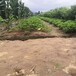 草莓苗種植要領，草莓苗簡介