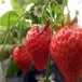 妙香三號草莓苗廠家，妙香三號草莓苗種植經驗