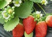 草莓苗嫁接苗，草莓苗簡介