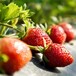 紅顏草莓苗批發價格，紅顏草莓苗特點介紹