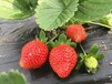 紅顏草莓苗新品種，紅顏草莓苗優缺點