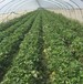 妙香七號草莓苗種苗基地