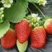 新品种红颜草莓苗，红颜草莓苗品种