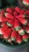 妙香三號草莓苗保品種純度，妙香三號草莓苗市場前景