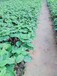 妙香七號草莓苗種植，妙香七號草莓苗新品種基地