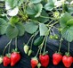 妙香3號草莓苗批發價格,妙香3號草莓苗簡單介紹