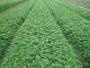 妙香3號草莓苗產量益高,妙香3號草莓苗種植技術要求