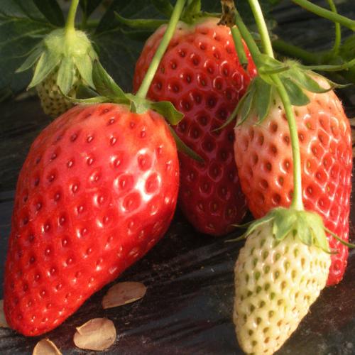 四季草莓苗优缺点分析,四季草莓苗简介