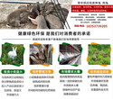 廣西桂林肉兔養殖廠家圖片