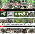 寧夏石嘴山兔子養殖基地廠家供應圖片