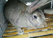 陕西西安肉兔养殖常年供应