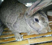 海南三沙养兔场常年供应