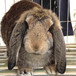 甘肃兰州散养兔养殖厂家供应