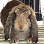 青海海东兔子养殖基地常年供应