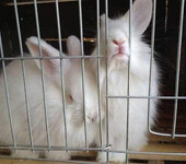 海南三沙肉兔养殖常年供应