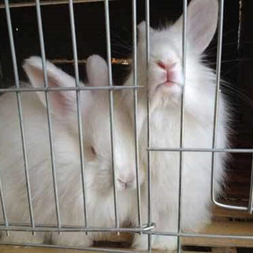 陜西西安兔子養殖基地廠家供應