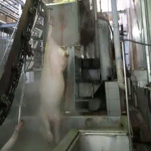 立式洗猪机-清洗猪设备