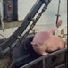 猪屠宰加工设备