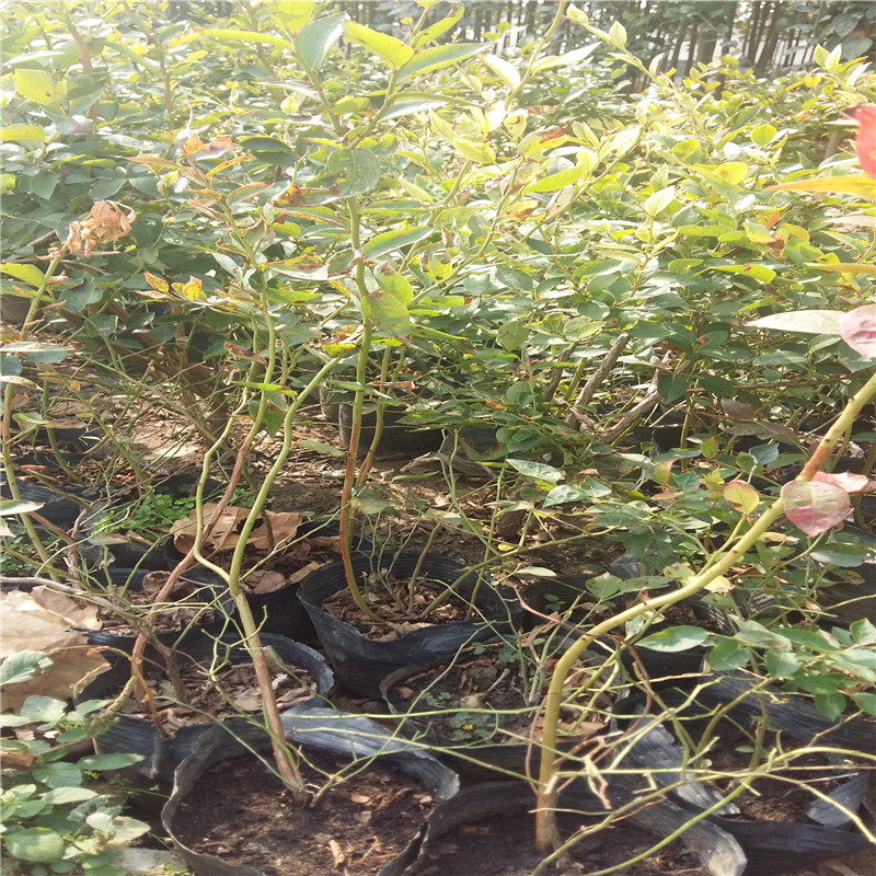 美登盆栽蓝莓苗供应美登蓝莓苗种植货源地批发