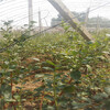 斯巴坦盆栽藍莓苗供應斯巴坦藍莓苗介紹廠家直供