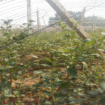斯巴坦盆栽蓝莓苗供应斯巴坦蓝莓苗介绍厂家直供