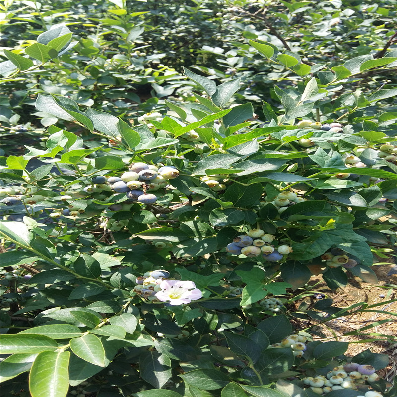 芝妮盆栽蓝莓苗供应芝妮蓝莓苗种植质优